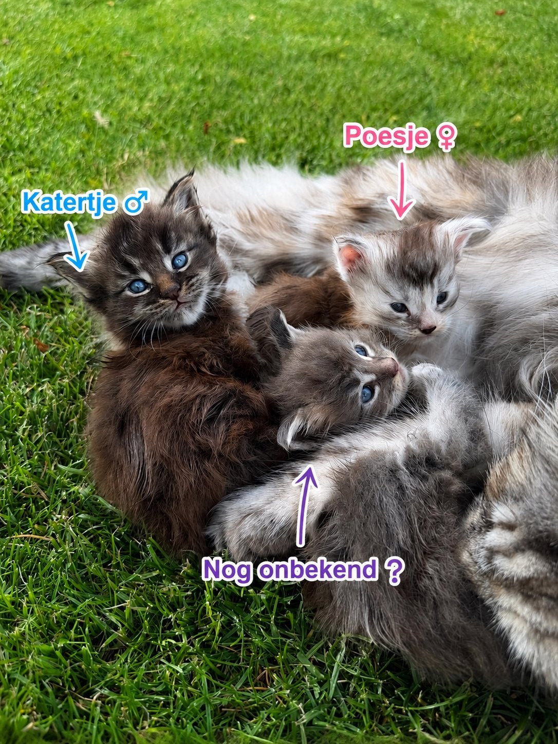 Maine coon kittens 4 weken, Meerdere dieren, Met stamboom, 0 tot 2 jaar