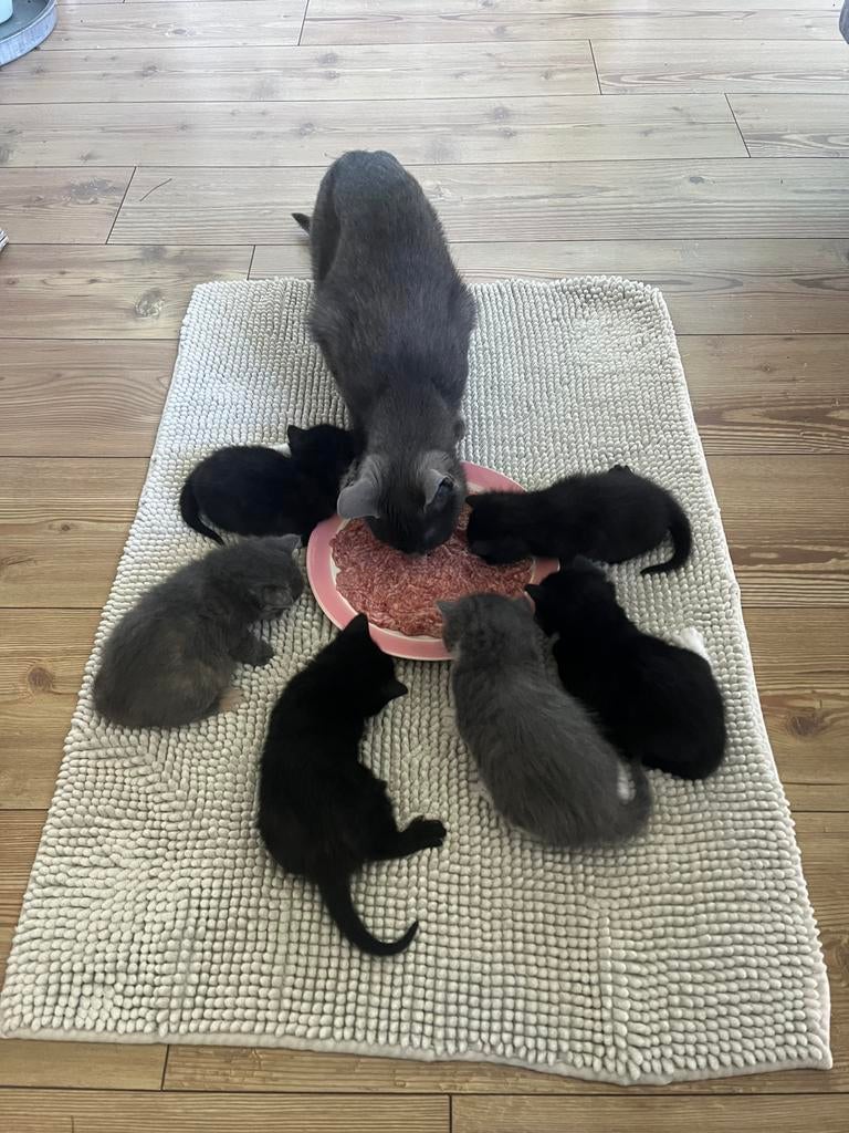 De leukste kittens van NH :), Meerdere dieren, Kortharig, 0 tot 2 jaar