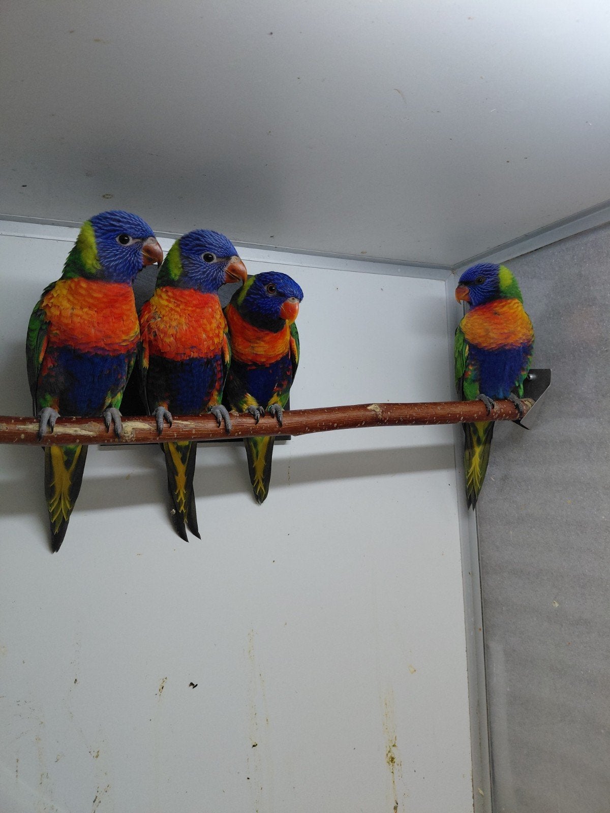 lories van de blauwe bergen, Meerdere dieren, Papegaai, Geringd