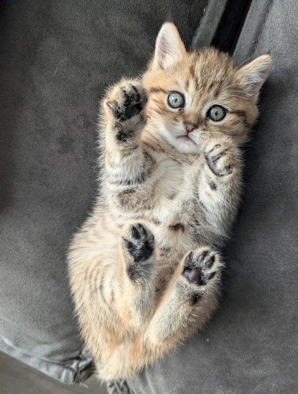 Nog 1 Brits korthaar Golden tabby spotted kitten 1poesje, Poes, Ontwormd, 0 tot 2 jaar