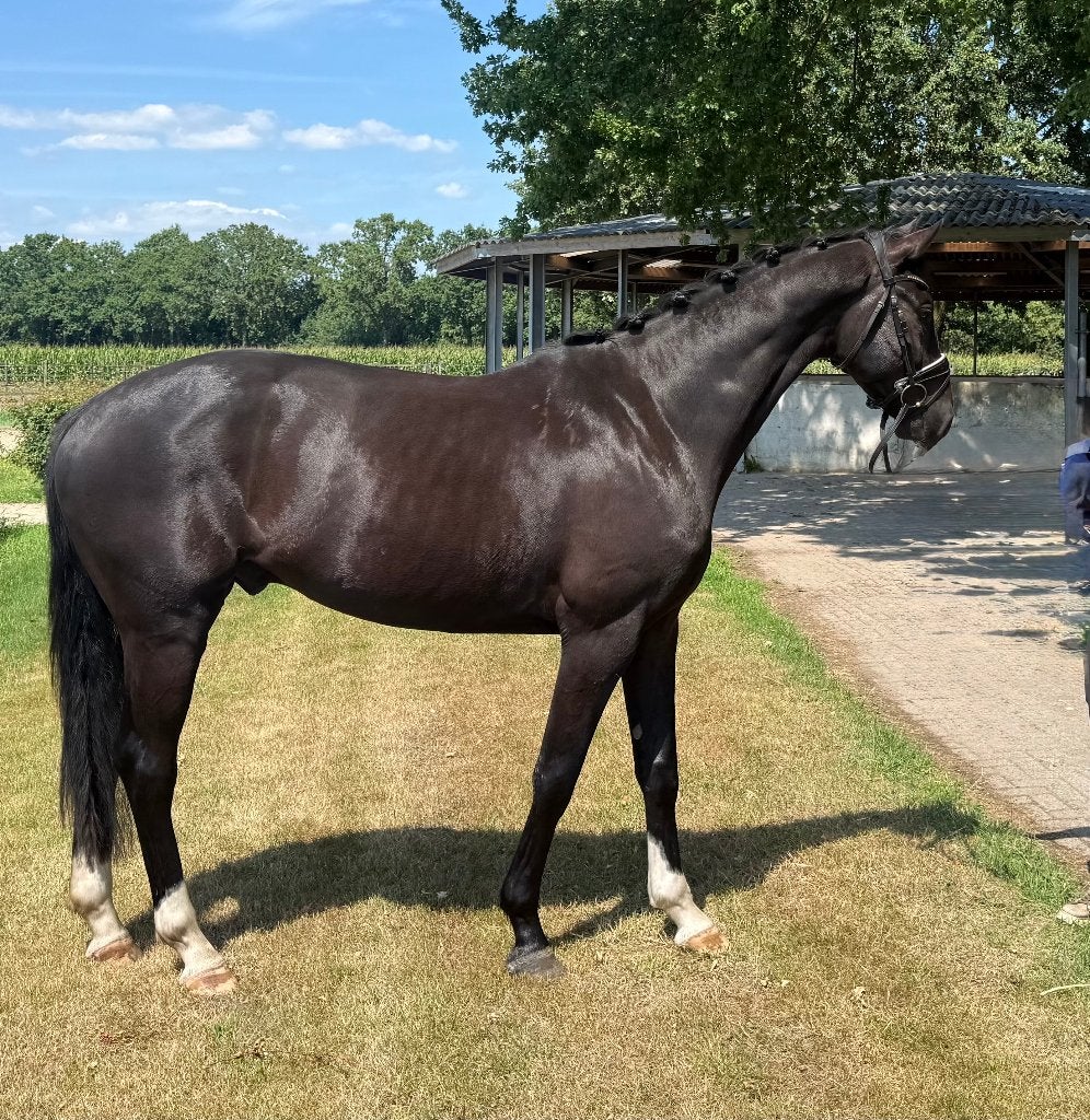 Te koop; 3 jarige beloftevolle ruin van Glock's Tamineau!!, Met stamboom, Ruin, Dressuurpaard, Zadelmak