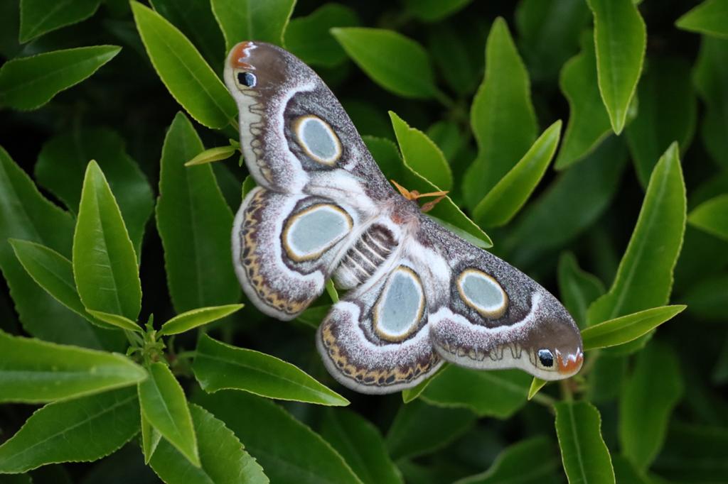 Epiphora mythmnia eitjes (vlindereitjes), Dieren en Toebehoren, Amfibie, 0 tot 2 jaar