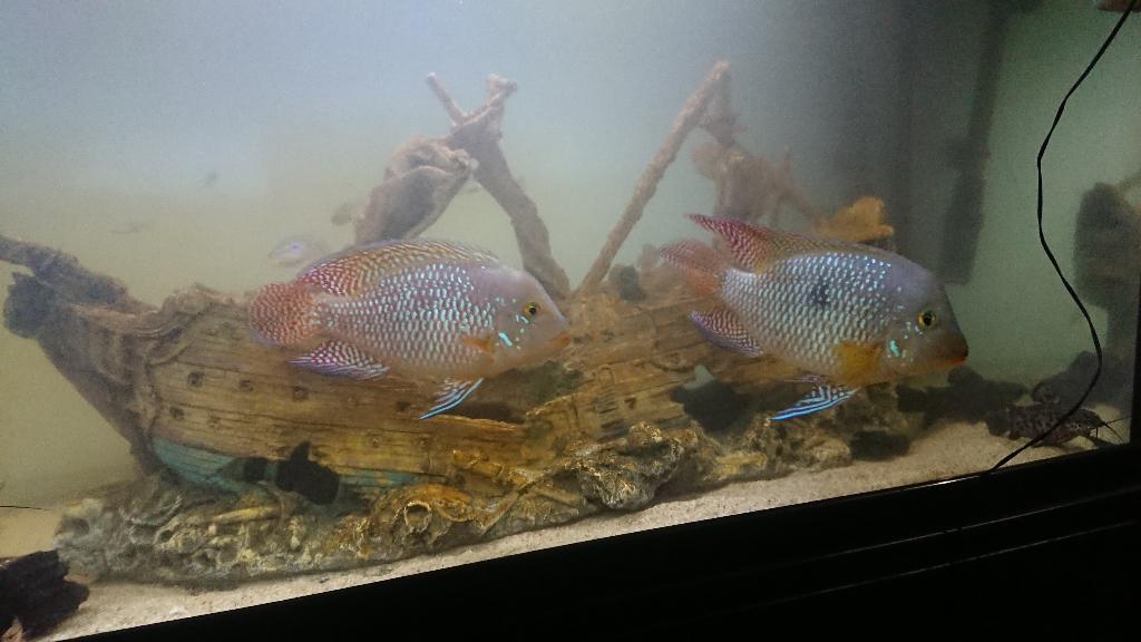 Zuid Amerikaanse Cichliden: Geophagus Brasiliensis, Vis, Zoetwatervis