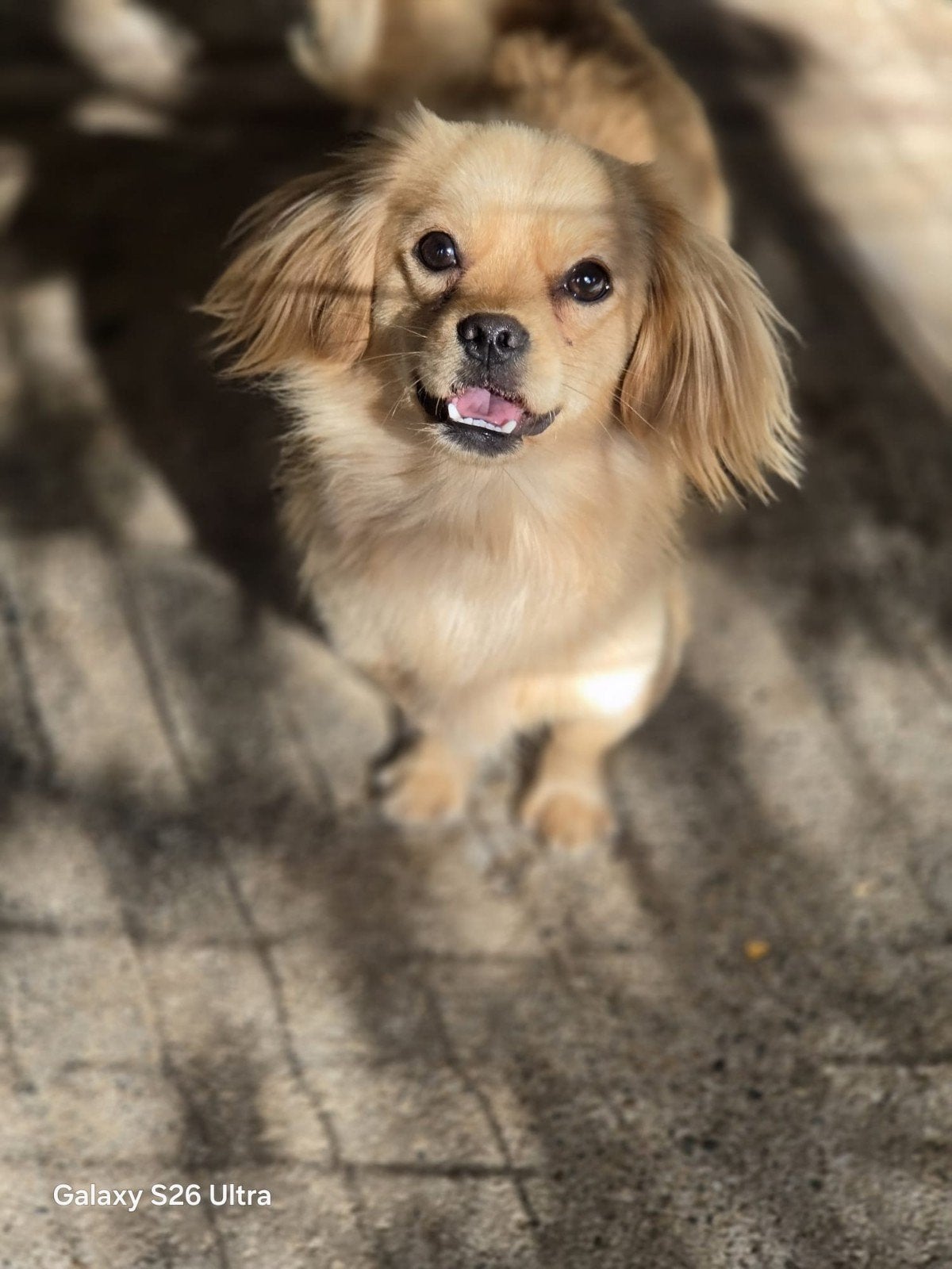 Help een hond, 15 weken tot 1 jaar, Handelaar, Buitenland, Teef