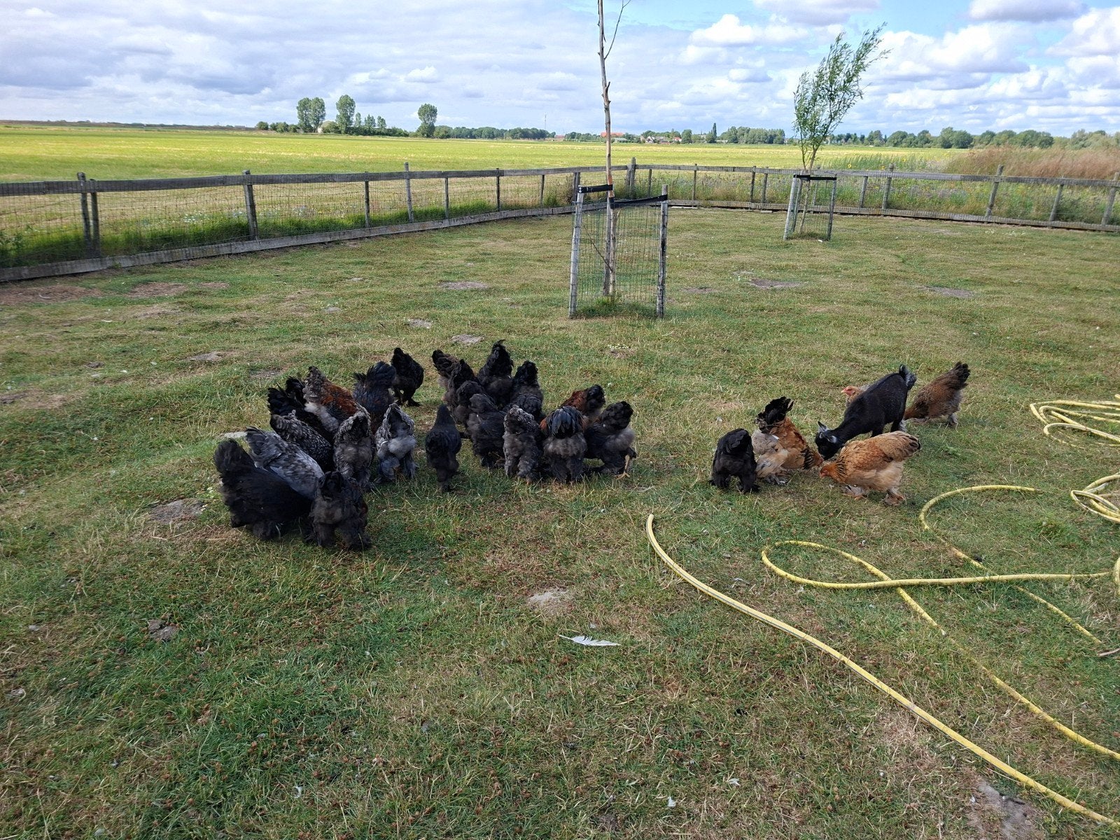 Brahma kuikens van net na de Pasen, Dieren en Toebehoren, Meerdere dieren, Kip