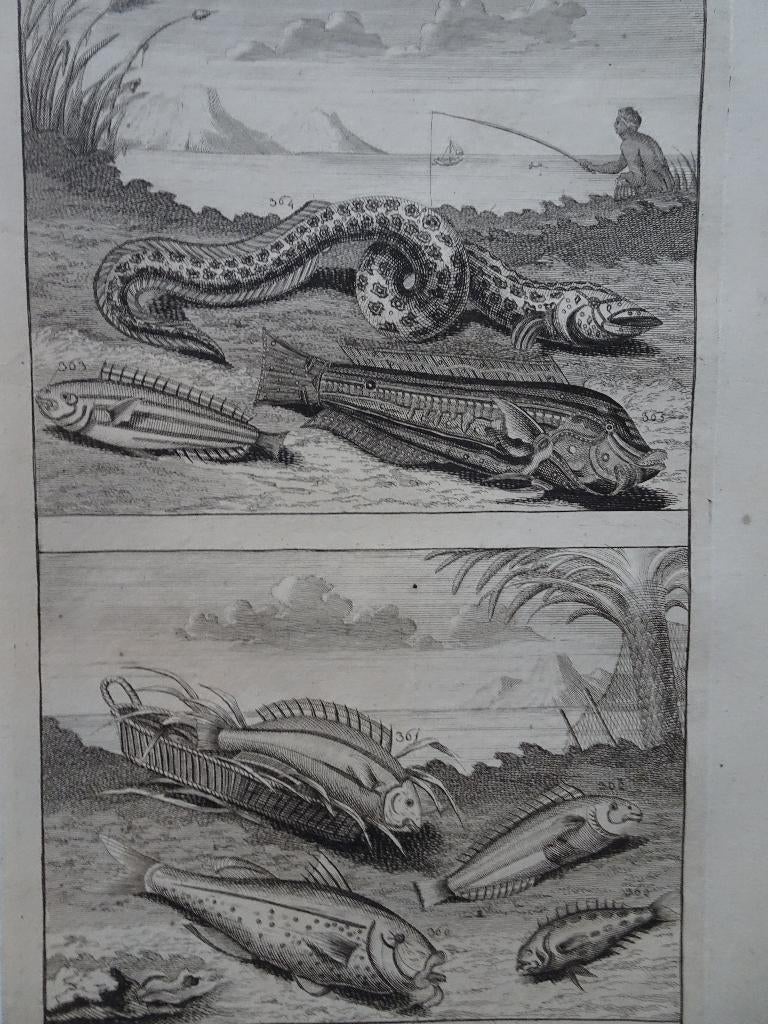 twee etsen tropische vissen 2 visser Azie Elliger 1724, Antiek en Kunst, Origineel, Flora en Fauna, 1700 - 1799, Verzenden