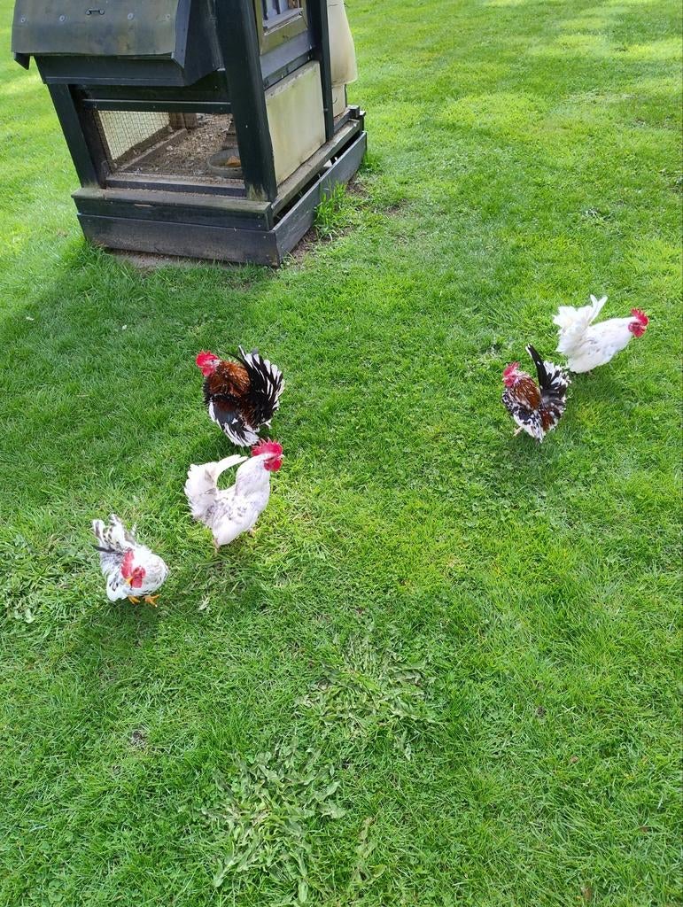 Serama haantjes, Dieren en Toebehoren, Pluimvee, Mannelijk, Kip