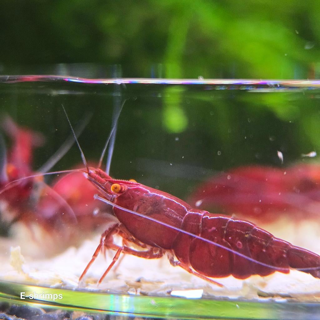 ☑️Rode | Bloody Mary OE Neocaridina-garnalen Verzenden/afh, Kreeft, Krab of Garnaal, Zoetwatervis, Schoolvis