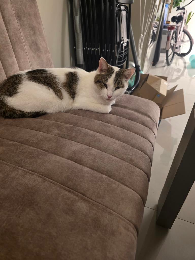 Poes te koop, Dieren en Toebehoren, Poes