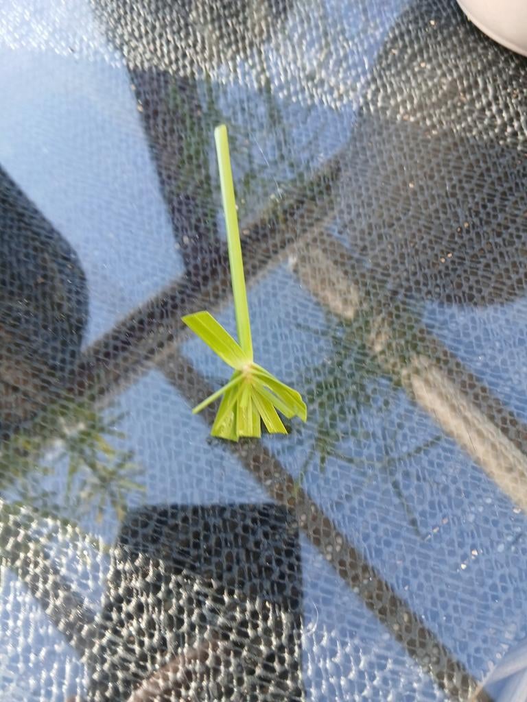 Stekjes parapluplant, Ophalen, Halfschaduw, Minder dan 100 cm