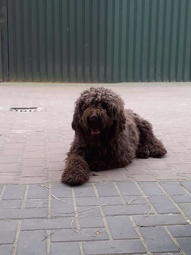 Dekreu labradoodle, Dieren en Toebehoren, Parvo, Reu, Eén hond, 3 tot 5 jaar
