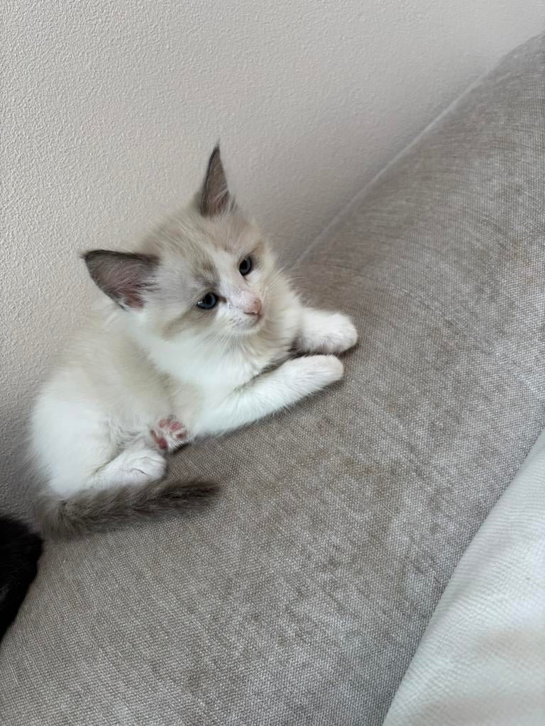 Foto 16 van Ragdoll DNA GETEST(dekkater)NIET TE KOOP