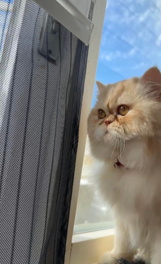 Perzische dekkater ( niet te koop), 0 tot 2 jaar