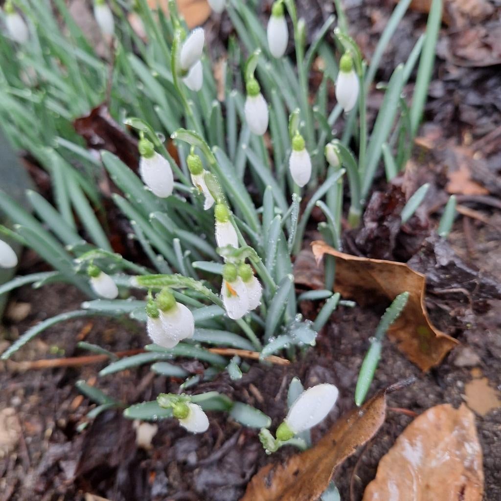Sneeuwklokjes vaste planten, Overige soorten, Vaste plant, Ophalen of Verzenden, Halfschaduw