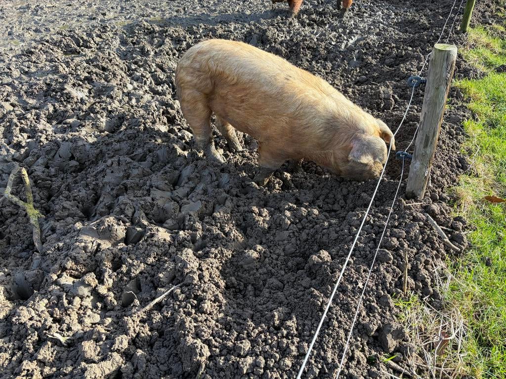 Dekbeer, Dieren en Toebehoren, Mannelijk, Varken, 0 tot 2 jaar
