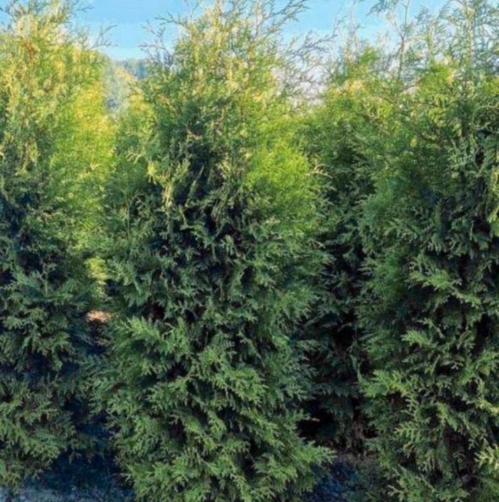 Coniferen THUJA, Ophalen of Verzenden, Conifeer, 100 tot 250 cm