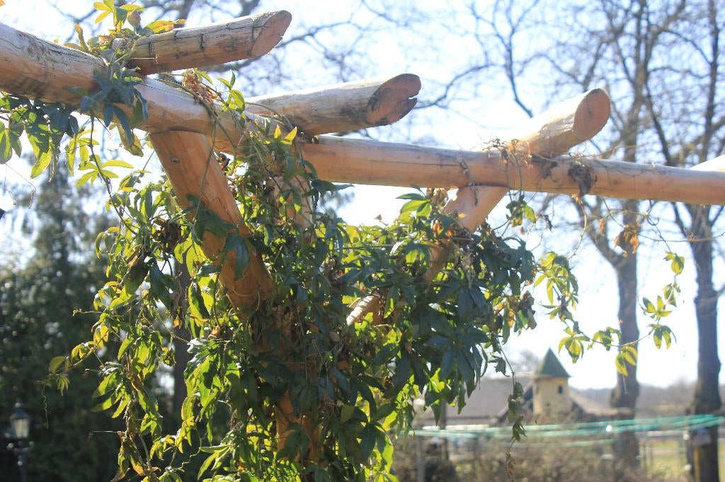 Pergola / Klimrek om bloemen en planten op te laten groeien!, Met poort, Exclusive Houtbouw, Nieuw, Ophalen of Verzenden