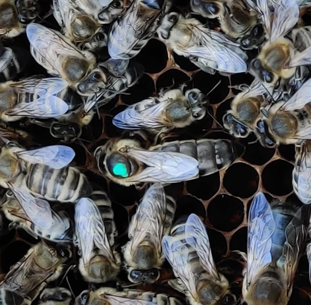 Apis Mellifera Mellifera, Zwarte bijen, Dieren en Toebehoren, Bijen