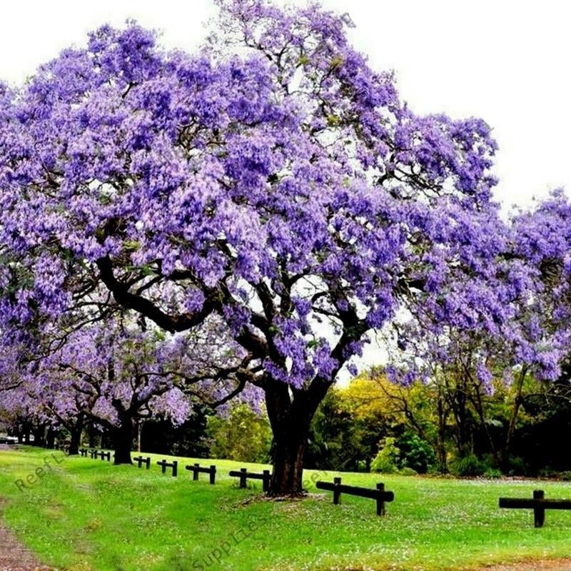 Paarse Paulownia boom zaadjes, Winterhard, Ophalen of Verzenden, Volle zon, Zaad