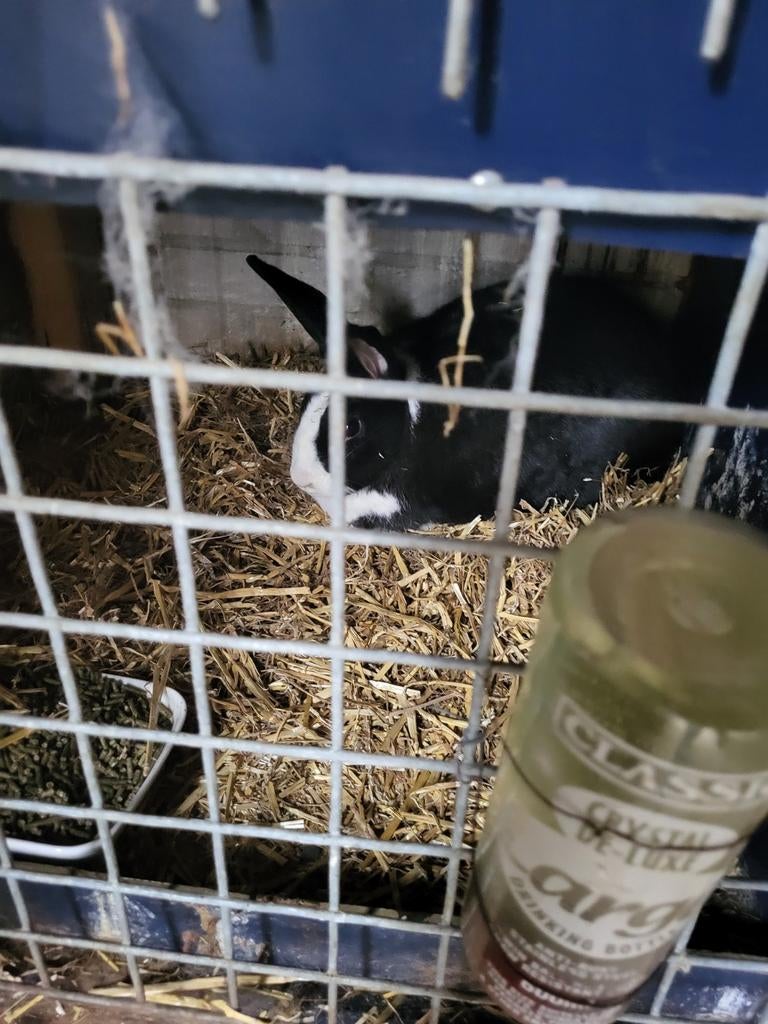 Gonzonde  mooi  vokkonljnen 3 voedsters  1 ram, Dieren en Toebehoren, Knaagdieren en Konijnen | Hokken en Kooien, Ophalen of Verzenden