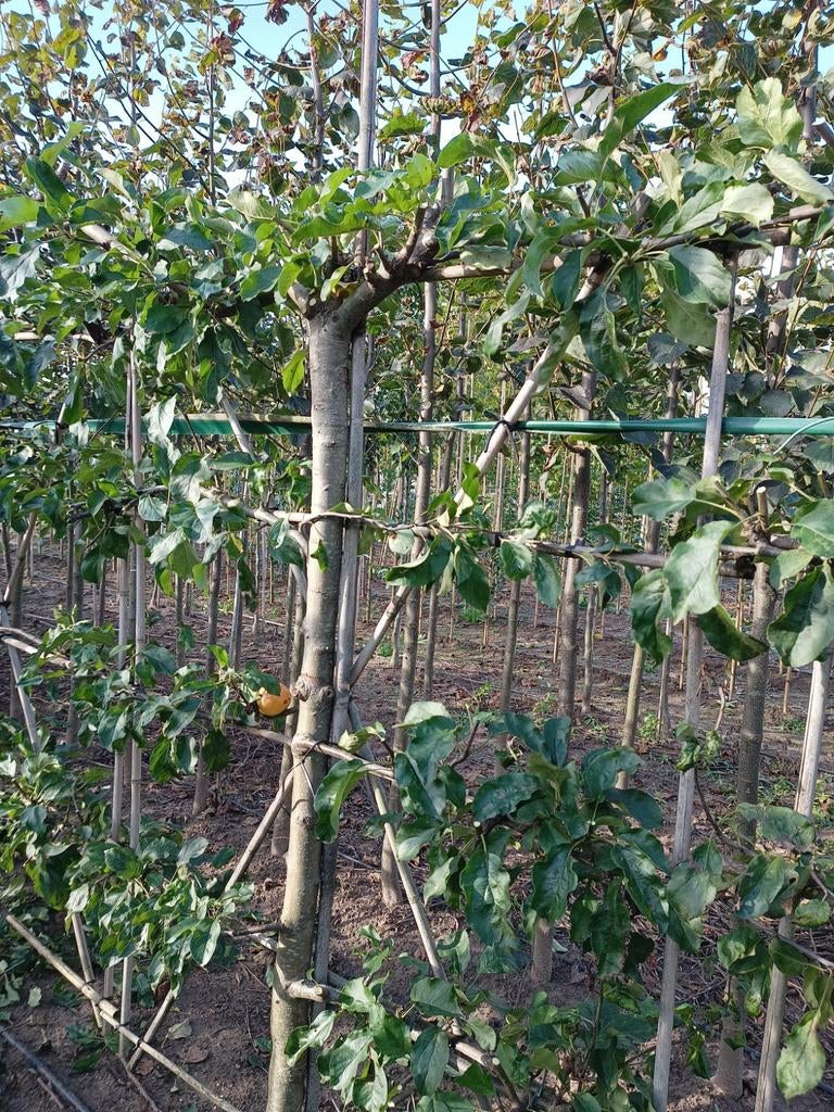 Leifruit | Elstar Appelboom, Ophalen of Verzenden