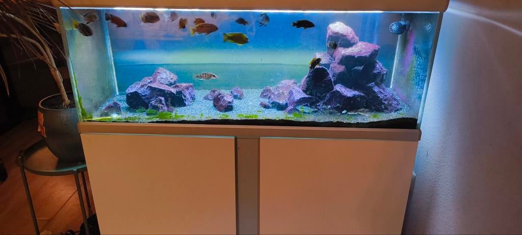 Akvastabil 325L (130x50x54), Dieren en Toebehoren, Ophalen, Gebruikt, Gevuld zoetwateraquarium