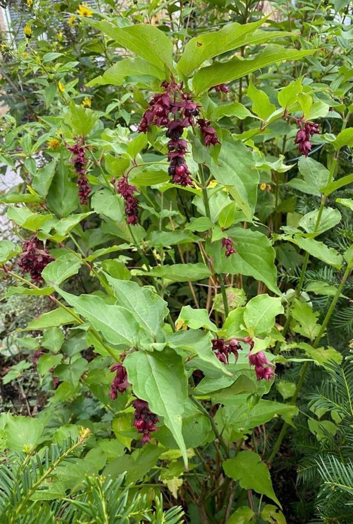 Leycesteria Formosa, Fazantenbes. Smalle -en leuke!- heester, Vaste plant, Halfschaduw, Zomer, Ophalen