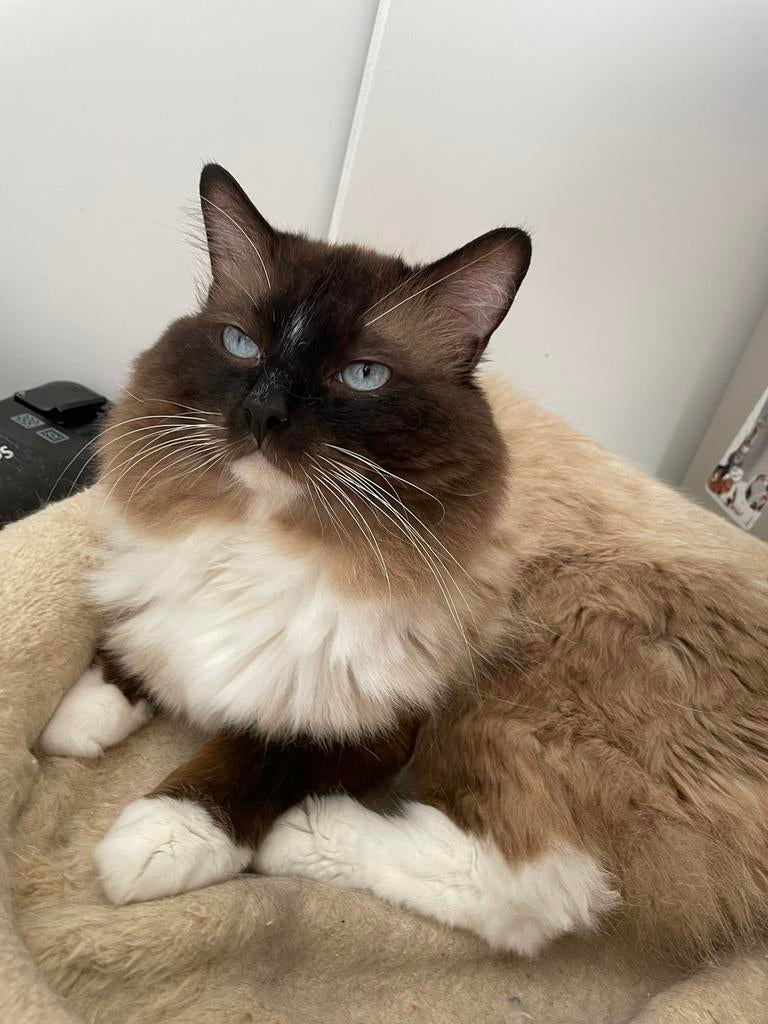 Foto 10 van Ragdoll DNA GETEST(dekkater)NIET TE KOOP