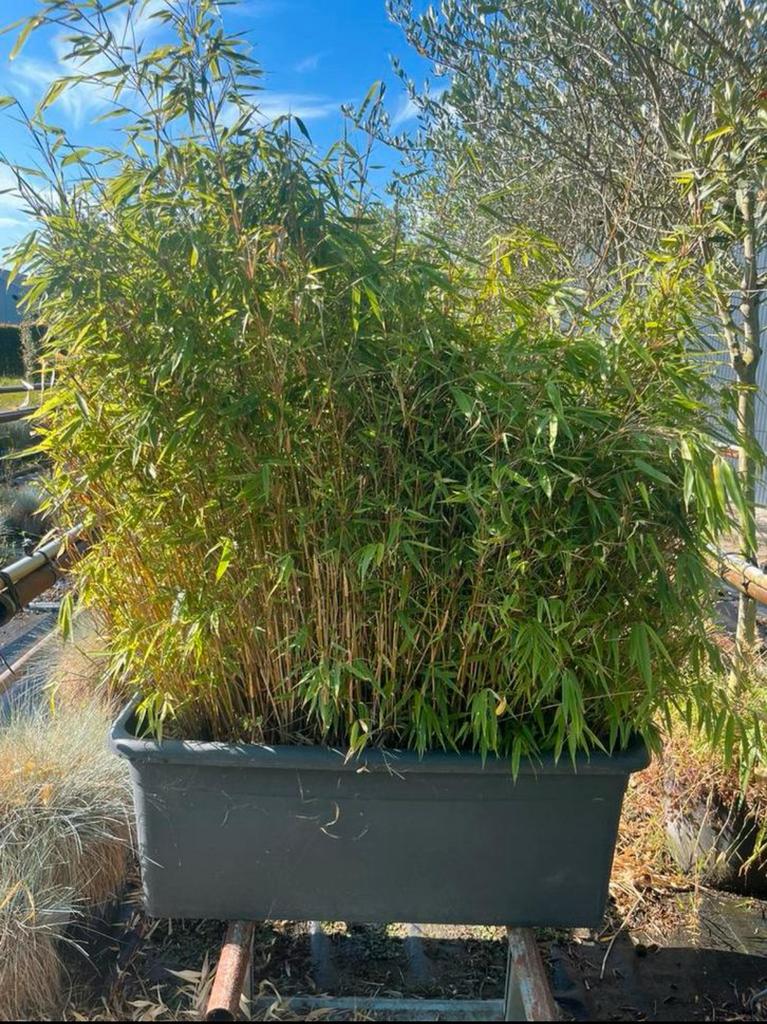 Bamboe Fargesia hagen, Tuin en Terras, Ophalen, Bamboe, 250 cm of meer