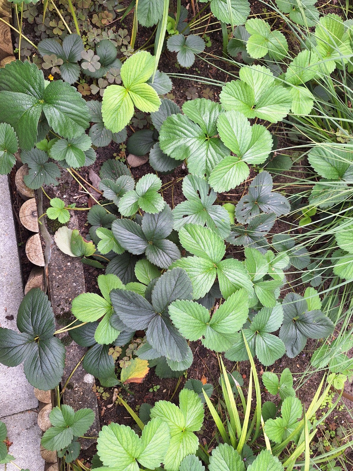 aardbeiplantjes, Ophalen of Verzenden, Overige soorten, Volle zon