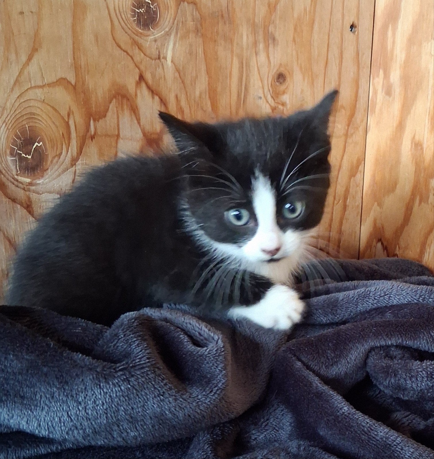 Jonge kittens ( 6 vrouwtjes) te koop., Poes