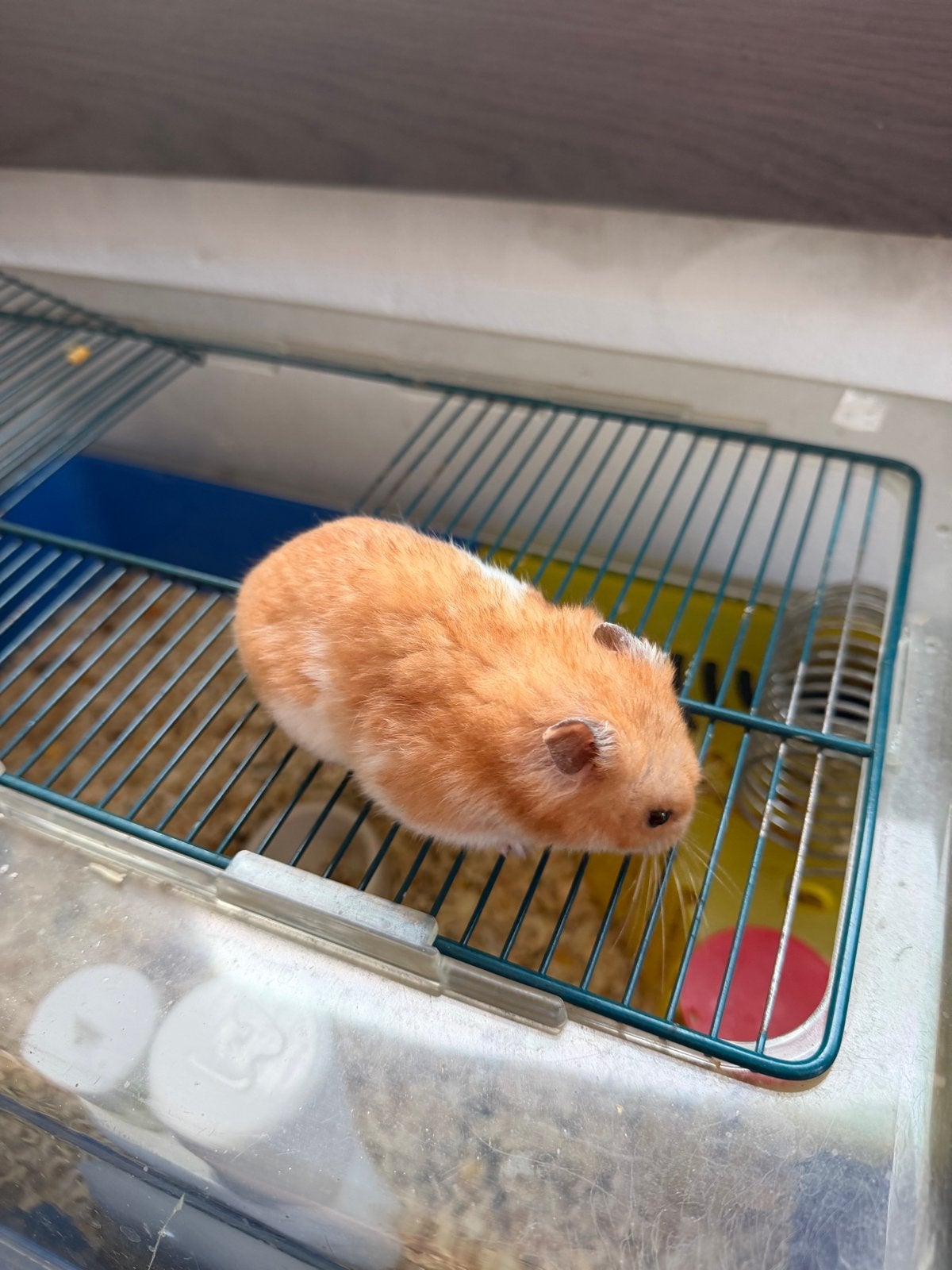 Jonge goudhamster + kooi, Hamster, Mannelijk, Juli, Tam