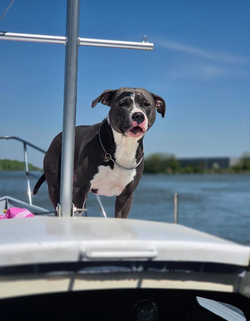 Blue pitbulls pups te koop, Dieren en Toebehoren, 8 tot 15 weken, American Staffordshire Terriër, Meerdere, Meerdere dieren