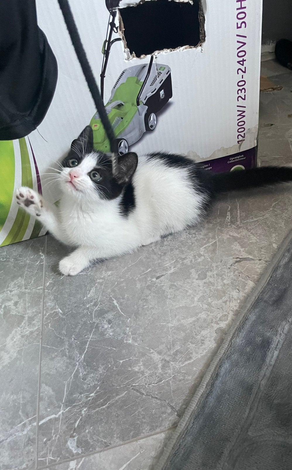 kitten 8 weken, Dieren en Toebehoren, Katten en Kittens | Raskatten | Korthaar, Poes, Ontwormd, 0 tot 2 jaar