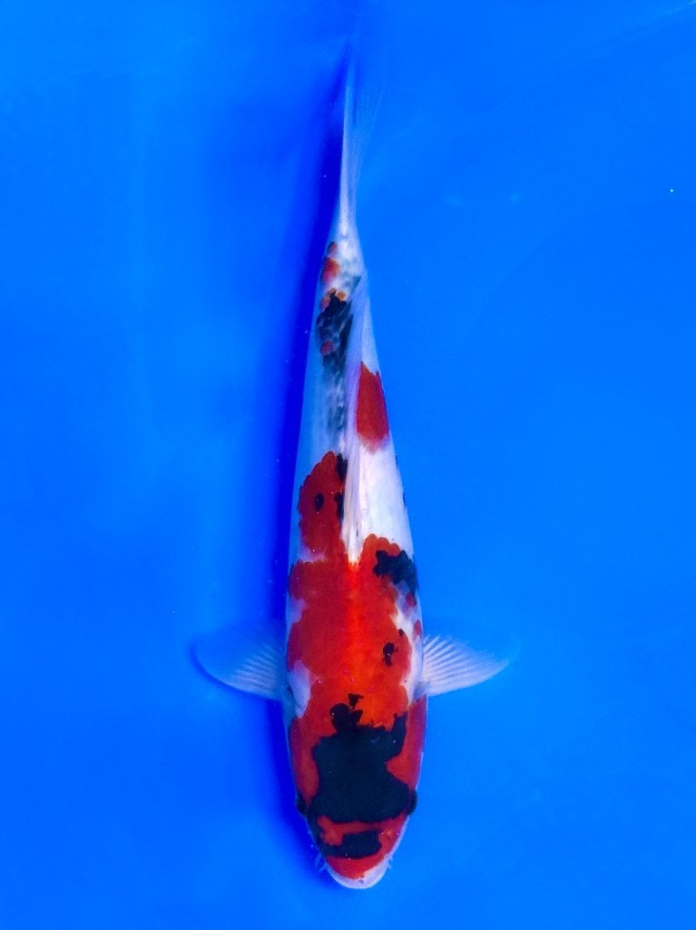 VHQ Showa Jumbo Tosai Tateshita 30-35 cm, Dieren en Toebehoren, Karper of Koi
