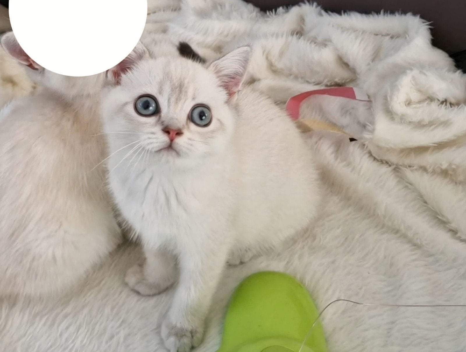 Britse korthaar kitten poesje, Poes, Ontwormd, 0 tot 2 jaar
