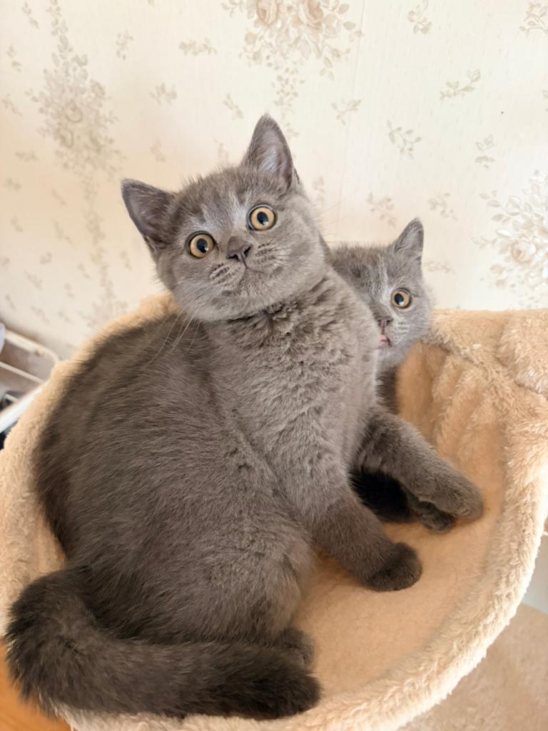 Britse kort haar (poes) 12 weken oud, Dieren en Toebehoren, Katten en Kittens | Raskatten | Korthaar, Poes, Ontwormd
