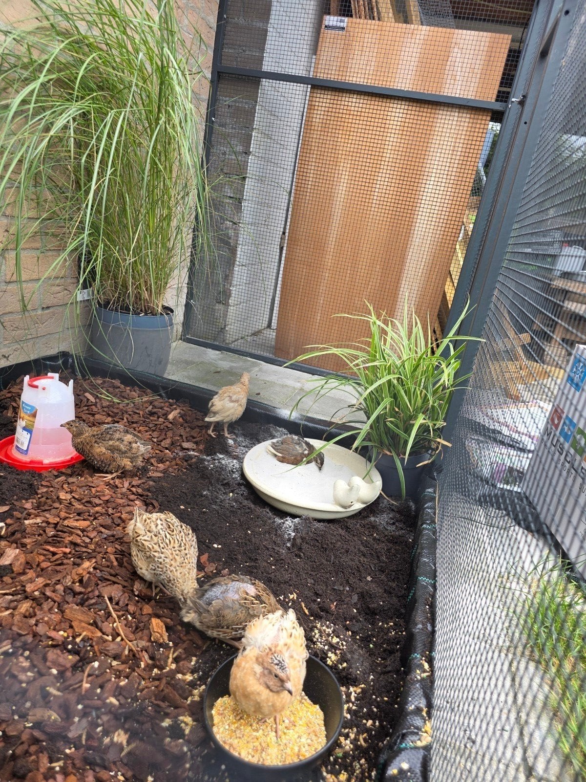 Prachtige japanse kwartels in allerlei kleuren, Dieren en Toebehoren, Meerdere dieren, Tropenvogel, Tam
