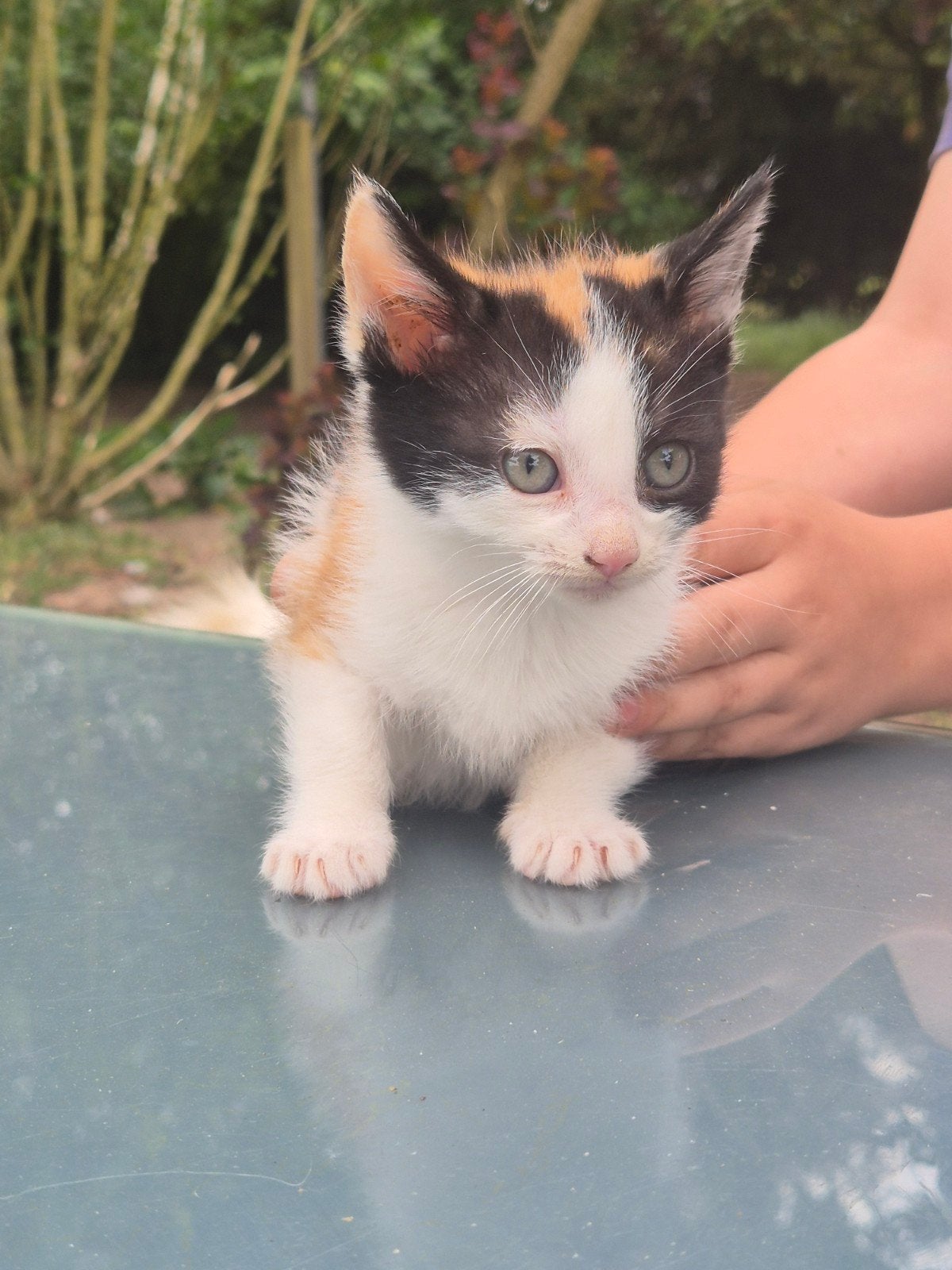 Leuke kittens, Dieren en Toebehoren, Katten en Kittens | Overige Katten, Kortharig, Meerdere dieren, 0 tot 2 jaar