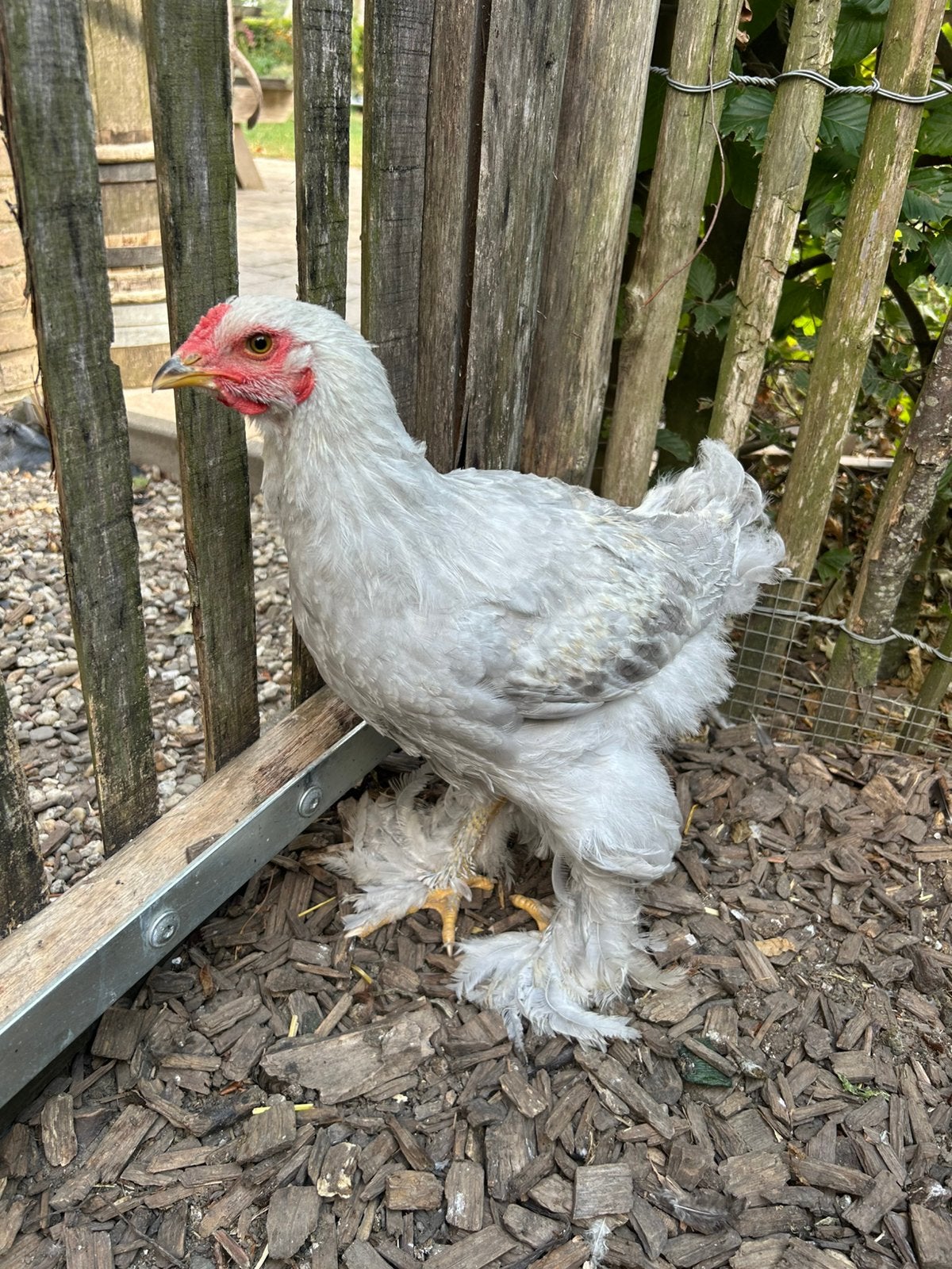 Prachtige brahma haan, Dieren en Toebehoren, Pluimvee, Mannelijk, Kip
