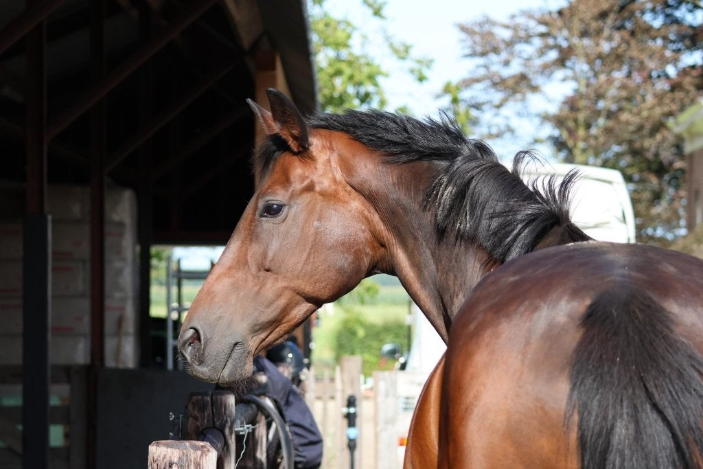 Elite/sport 15-jarige merrie, fokmerrie en recreatief., Merrie, Dressuurpaard, 11 jaar of ouder, 165 tot 170 cm