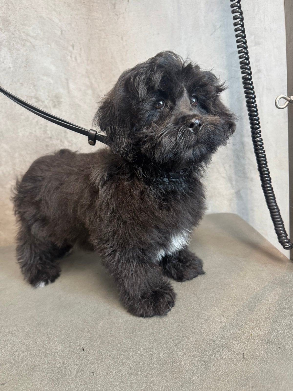 Supermooie lhasa apso met poedel reutje, België, Particulier, 15 weken tot 1 jaar, Eén hond