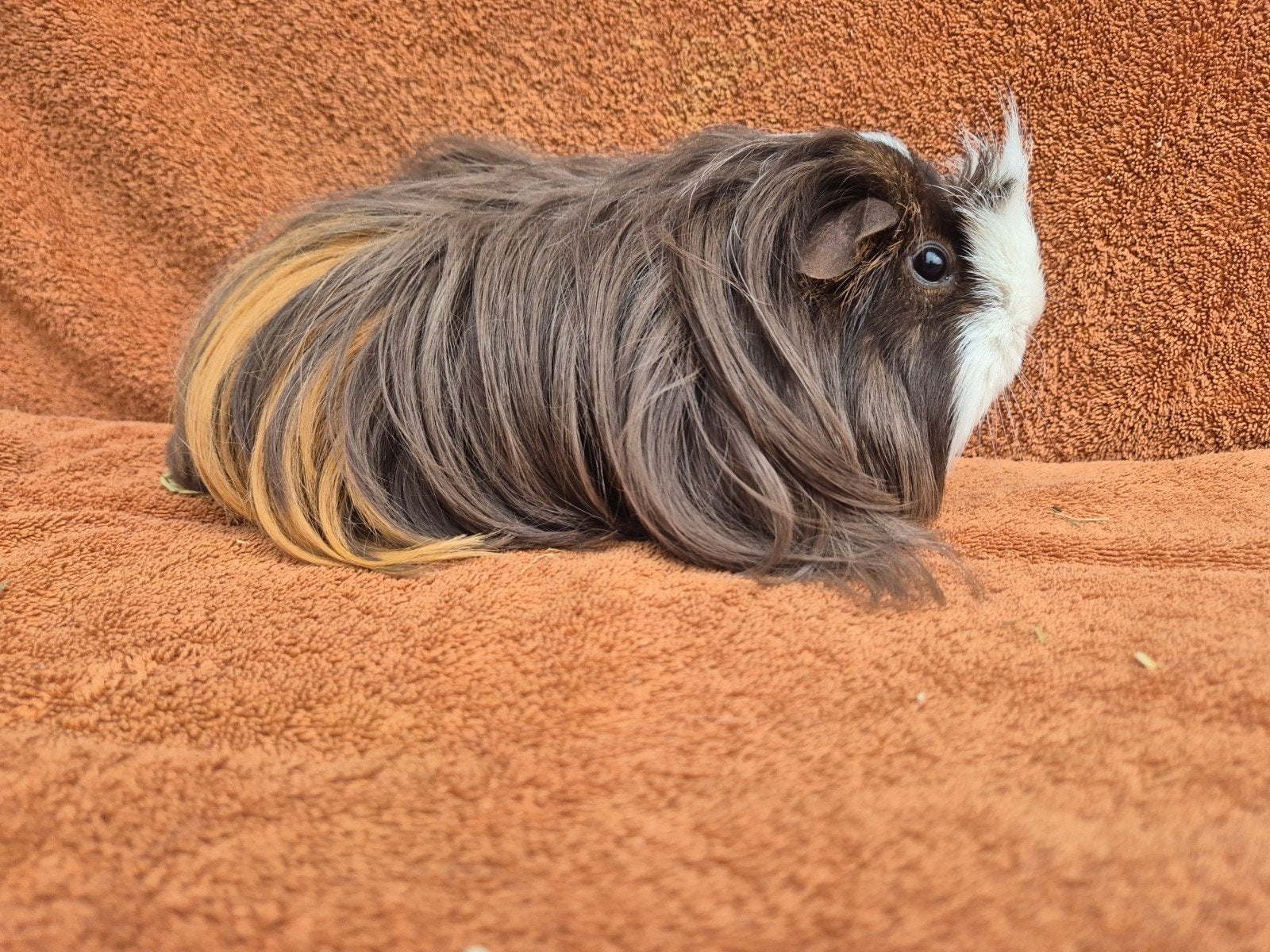 Coronet choco tan goud wit zeugje 3 jaar langhaar bruin, Dieren en Toebehoren, Cavia, Juni, Vrouwelijk, Tam
