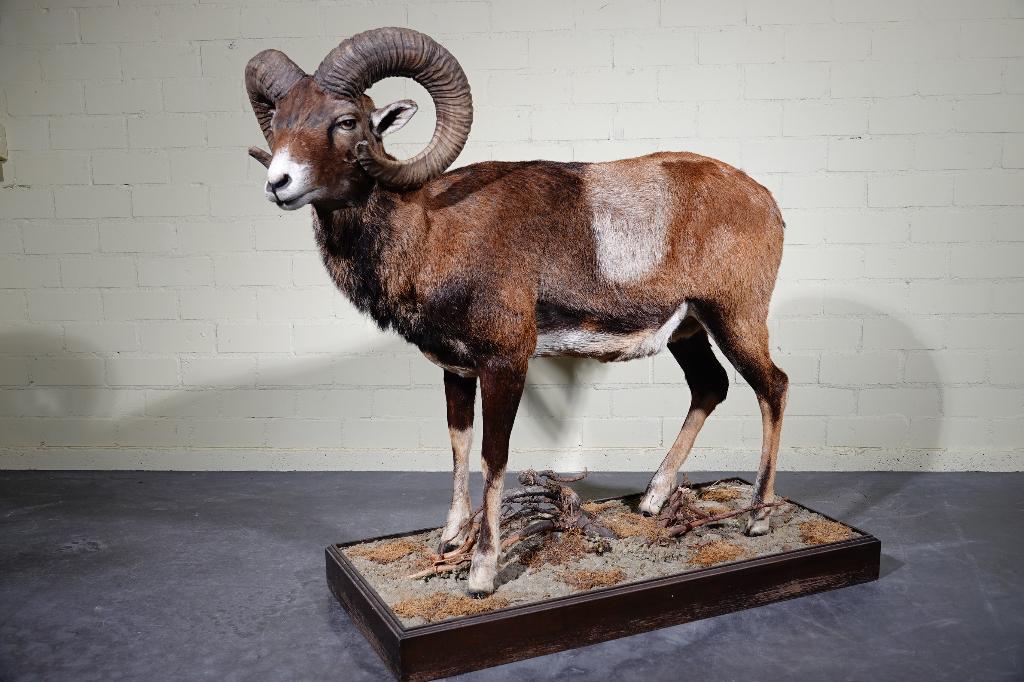 moeflon taxidermy opgezette fullmount, Ophalen, Zo goed als nieuw, Hert, Gewei of Kop