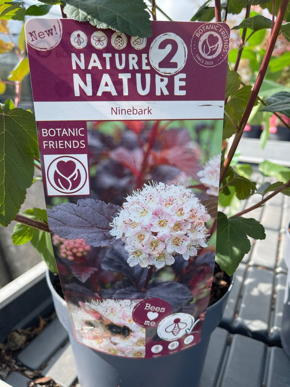 Ninebark (Physocarpus opulifolius 'Diabolo'), Tuin en Terras, Planten | Tuinplanten, Volle zon, Vaste plant, Lente, Ophalen