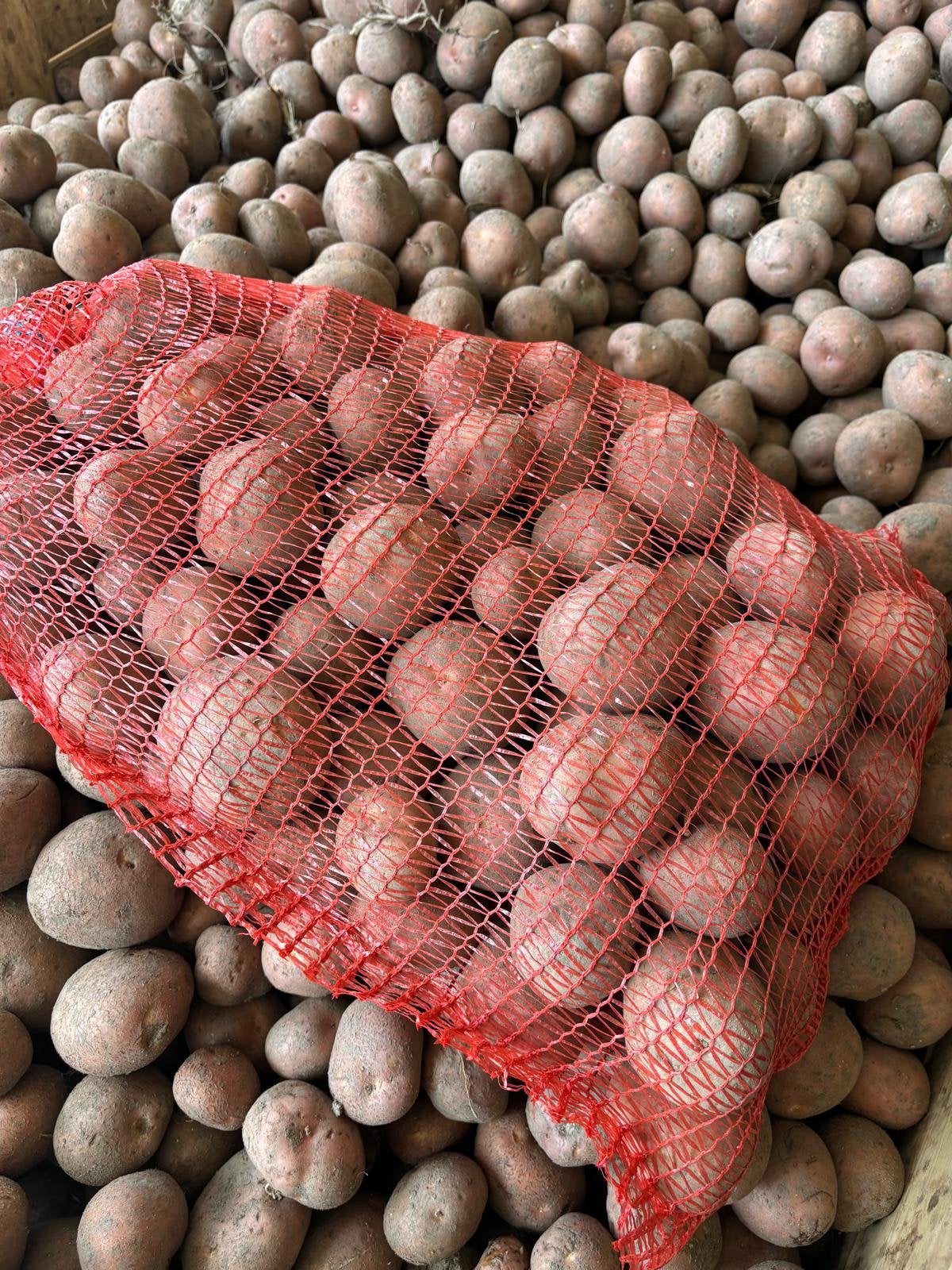 Nieuwe oogst bildstar aardappels en uien, Ophalen