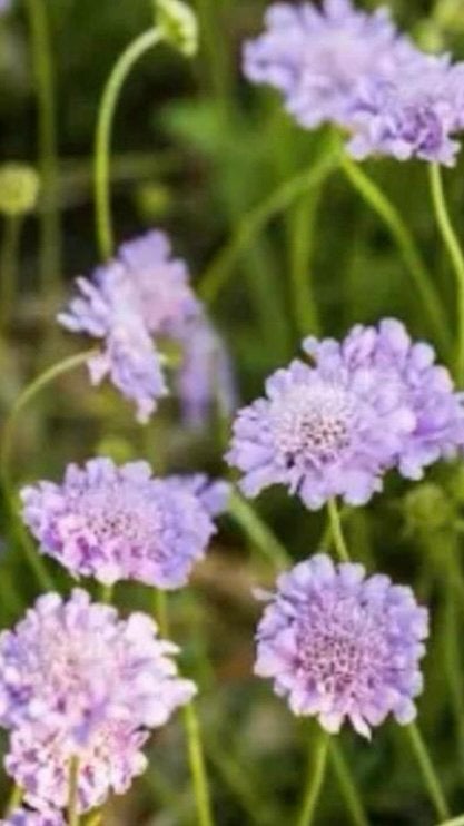 zaden Scabiosa columbaria, Duifkruid, Ophalen of Verzenden, Voorjaar, Volle zon, Zaad