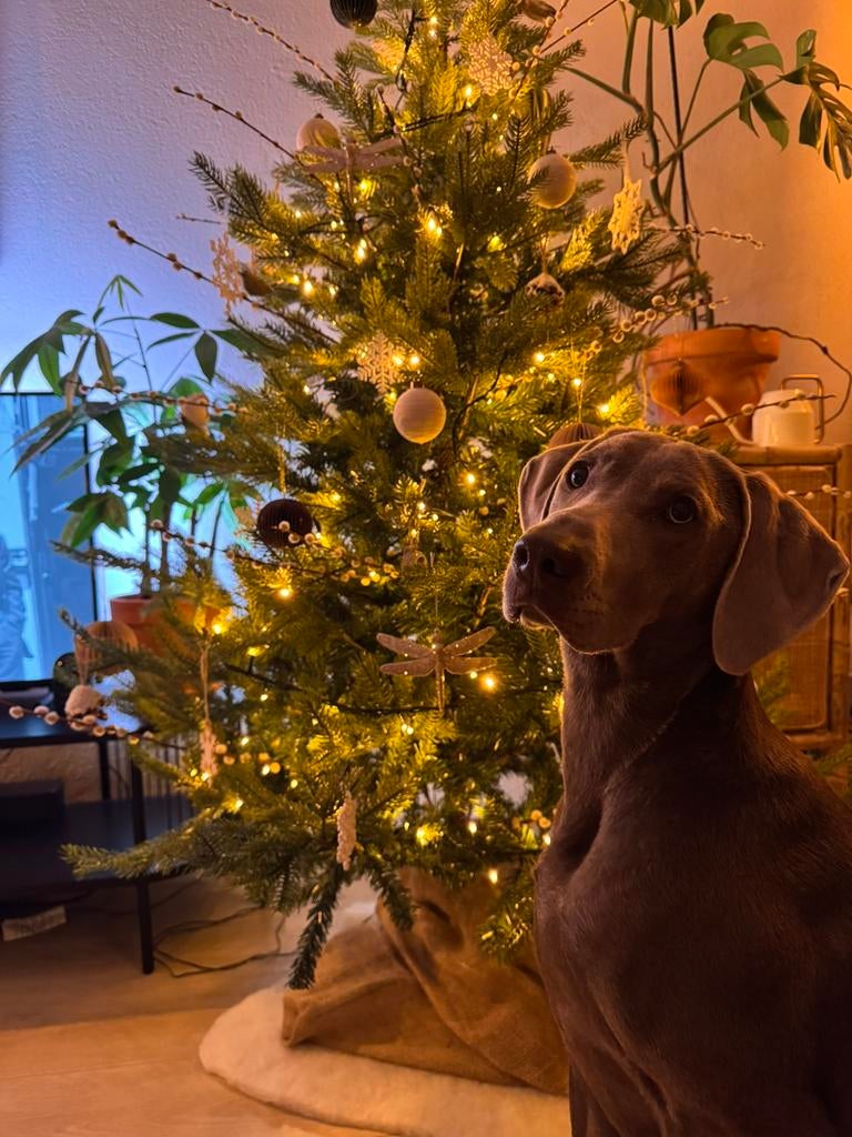 Complete kerstboom, Ophalen, Zo goed als nieuw