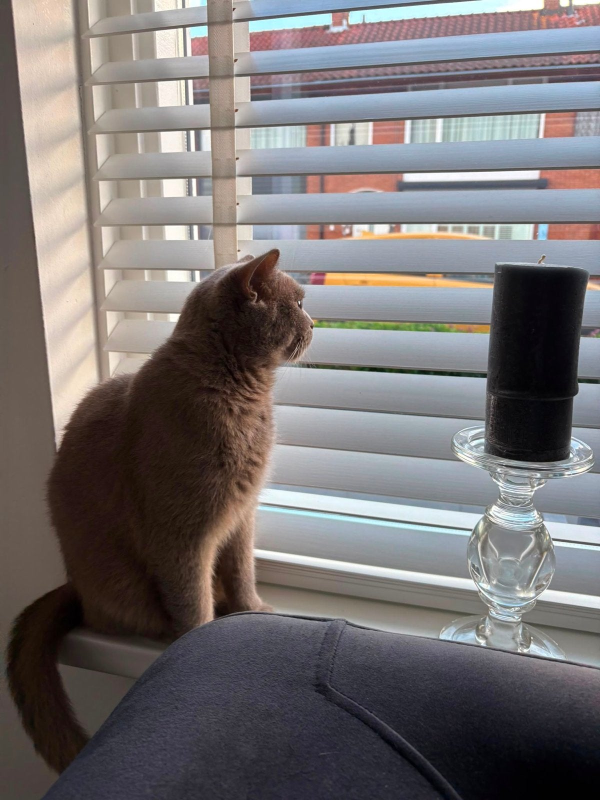 Sila zoekt een nieuwe huisje, Dieren en Toebehoren, Katten en Kittens | Overige Katten, Poes