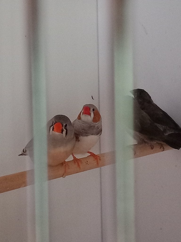 Koppel zebravinken, Meerdere dieren, Tropenvogel